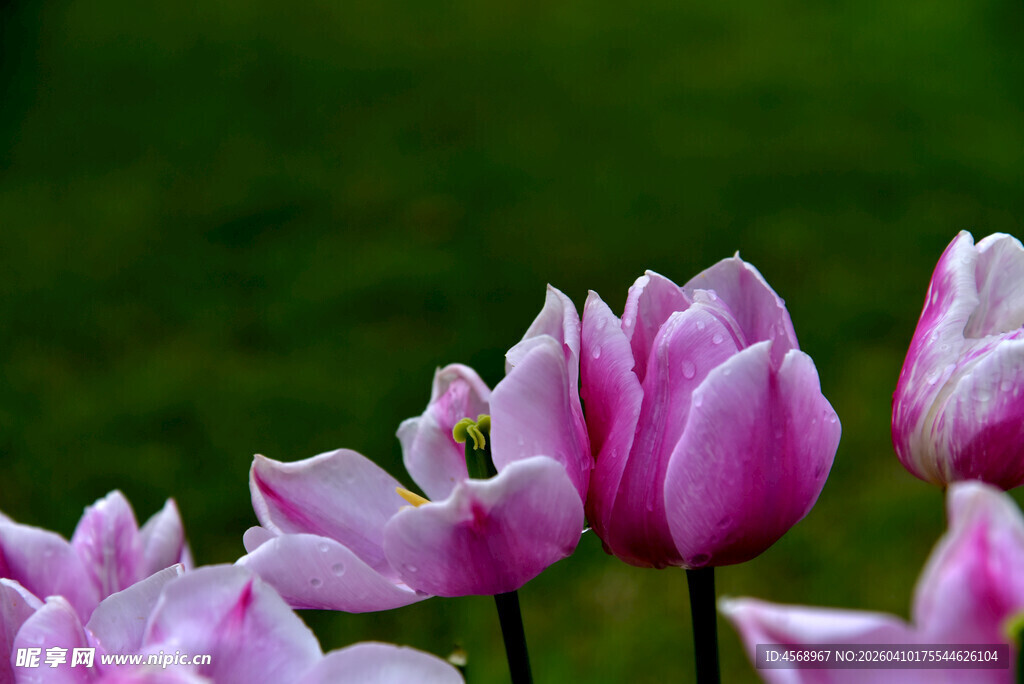 娇艳绽放的粉色郁金香