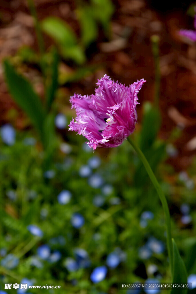 紫色郁金香绽放于花丛
