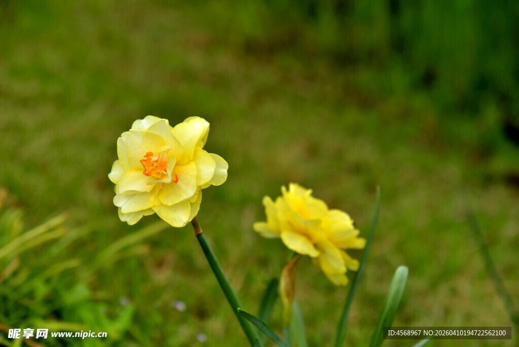 两朵娇艳黄色小花绽放