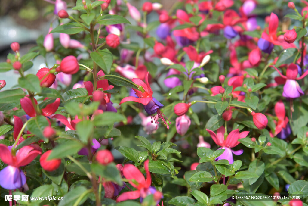 多彩倒挂金钟绽放美景