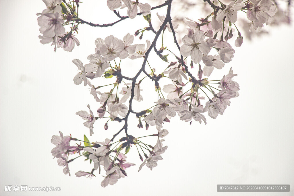 枝头绽放的粉嫩樱花