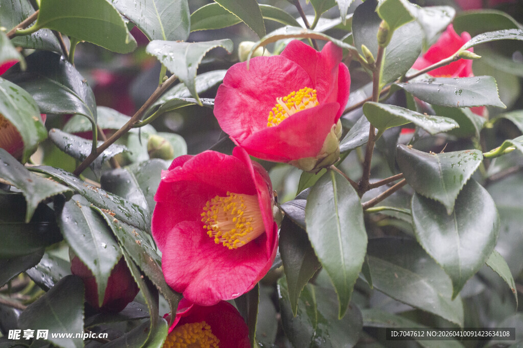 红色山茶花