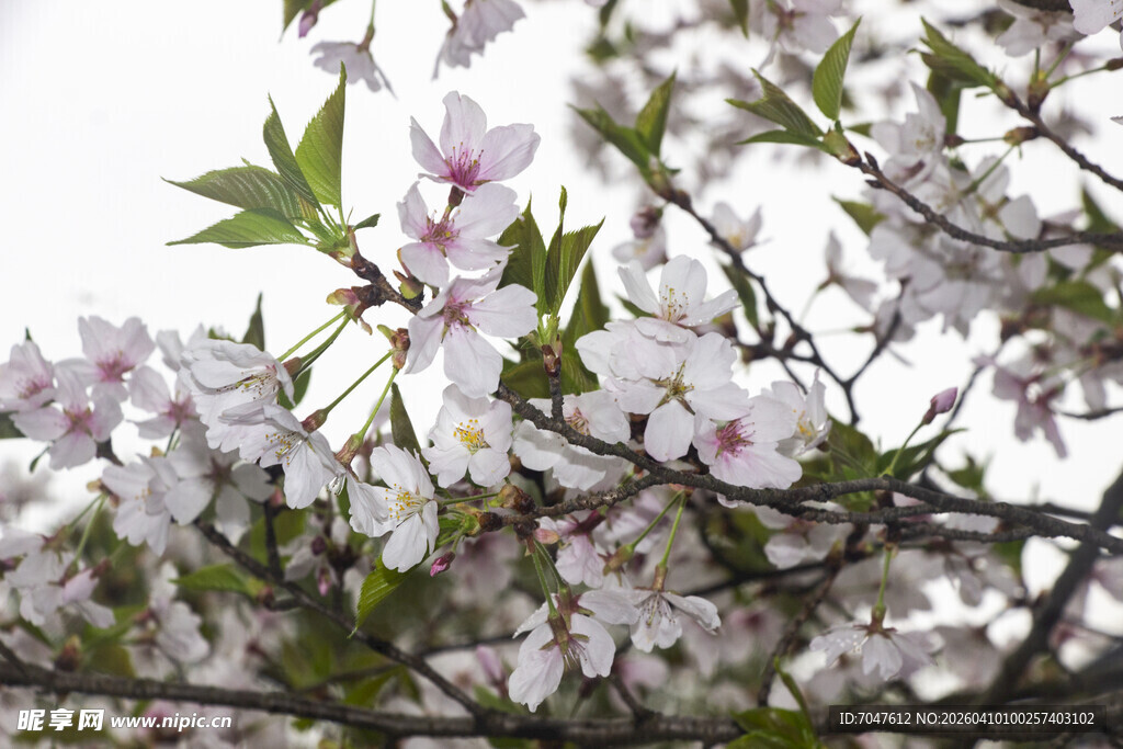 烂漫樱花枝头绽放