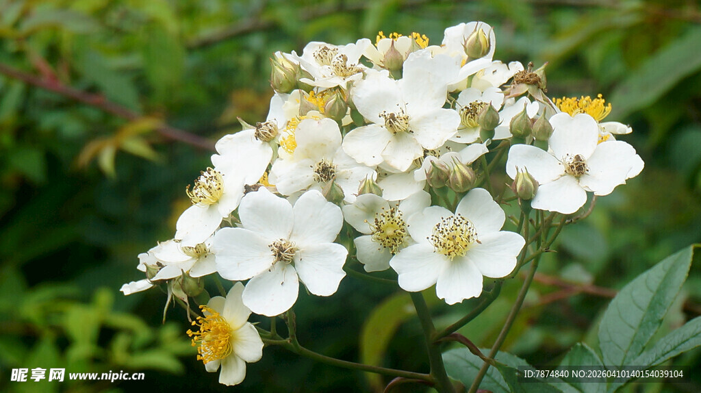 恩施白色野蔷薇绽放