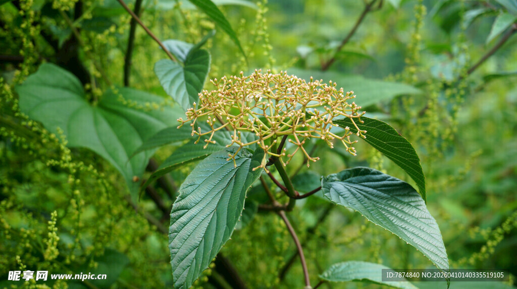 恩施绿叶间的黄色花朵