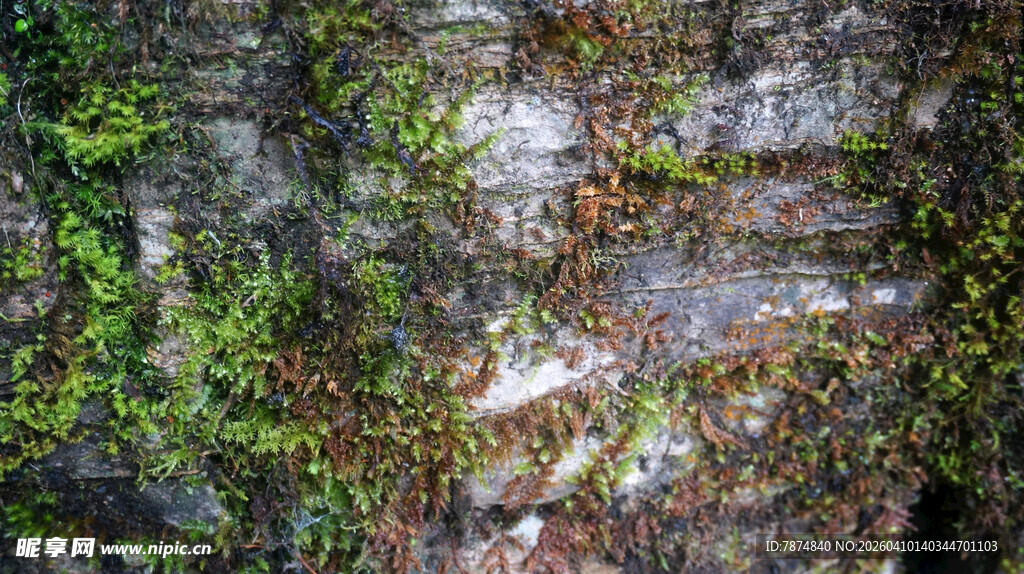 恩施长满苔藓的古老石墙