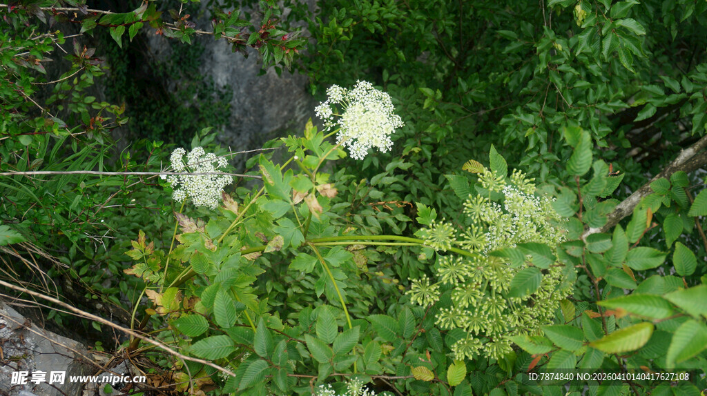 恩施野外繁茂的白色花朵植物