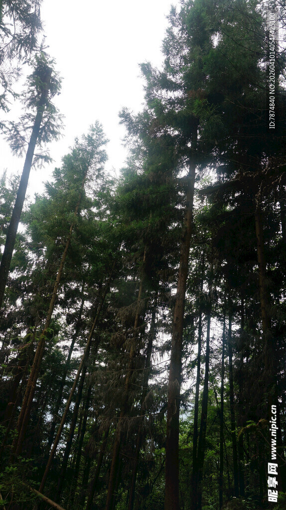 恩施茂密森林中的高大树木