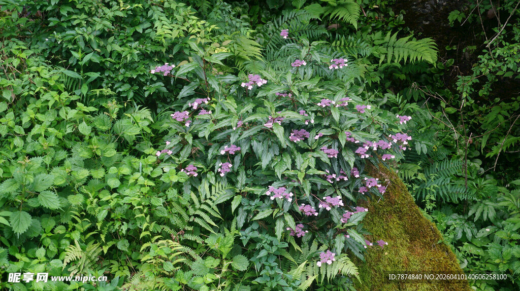 恩施绿叶丛中的紫色花卉