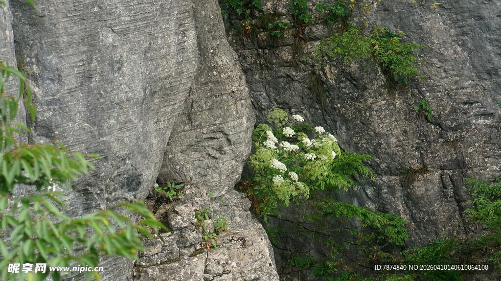 恩施岩石缝隙中的绿意生机