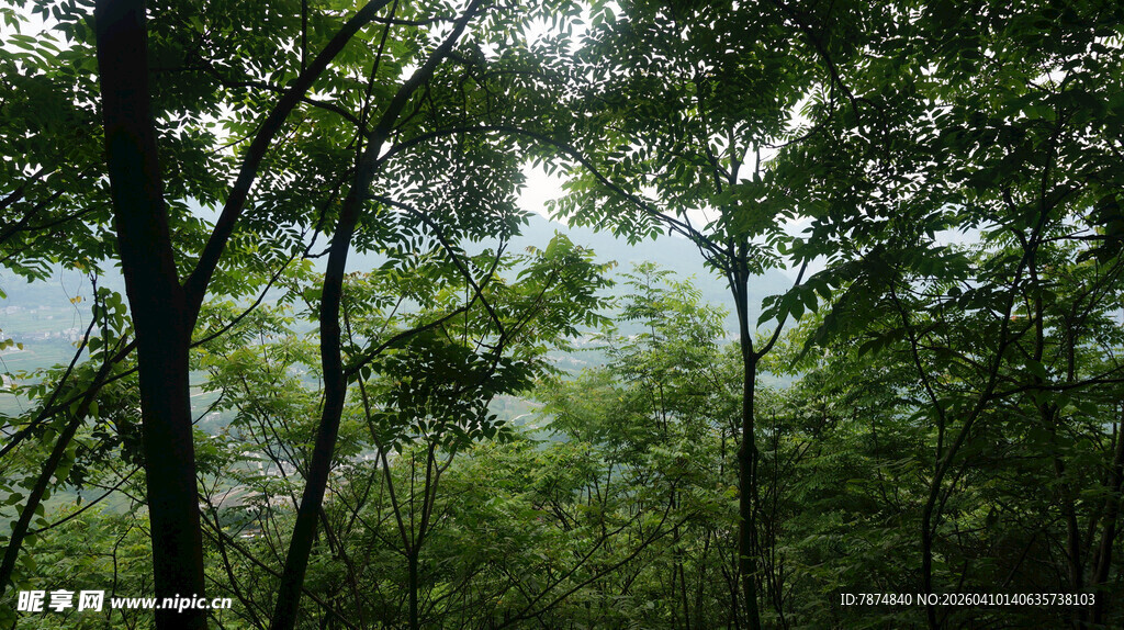 恩施林间绿意 阳光洒落的静谧
