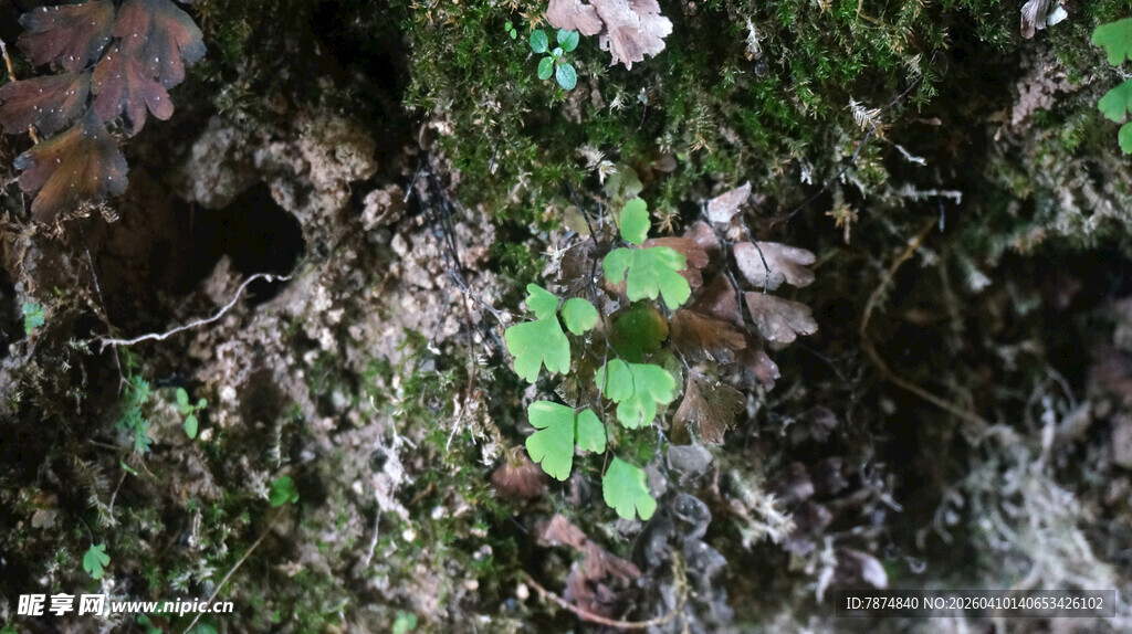 恩施林间三叶草