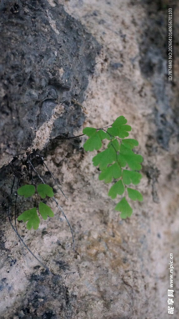 恩施石缝中顽强生长的绿叶