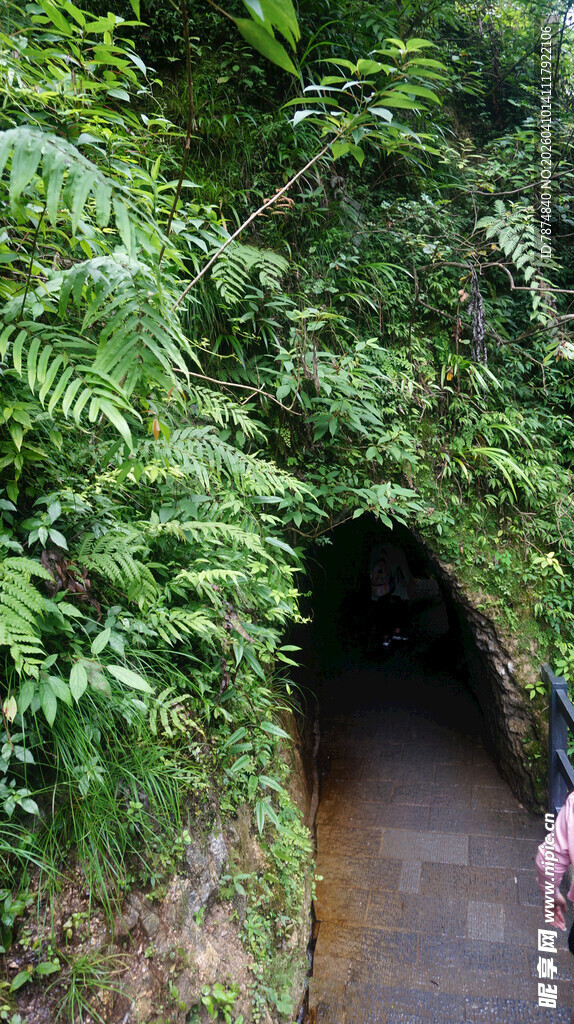 恩施雨林中幽深的绿色隧道