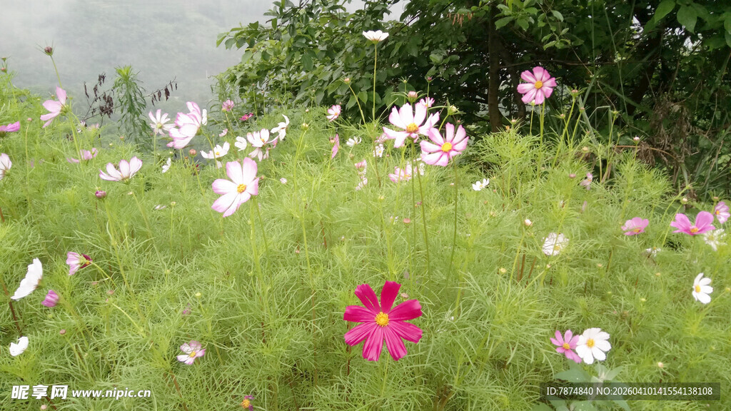 恩施野间绽放的多彩格桑花