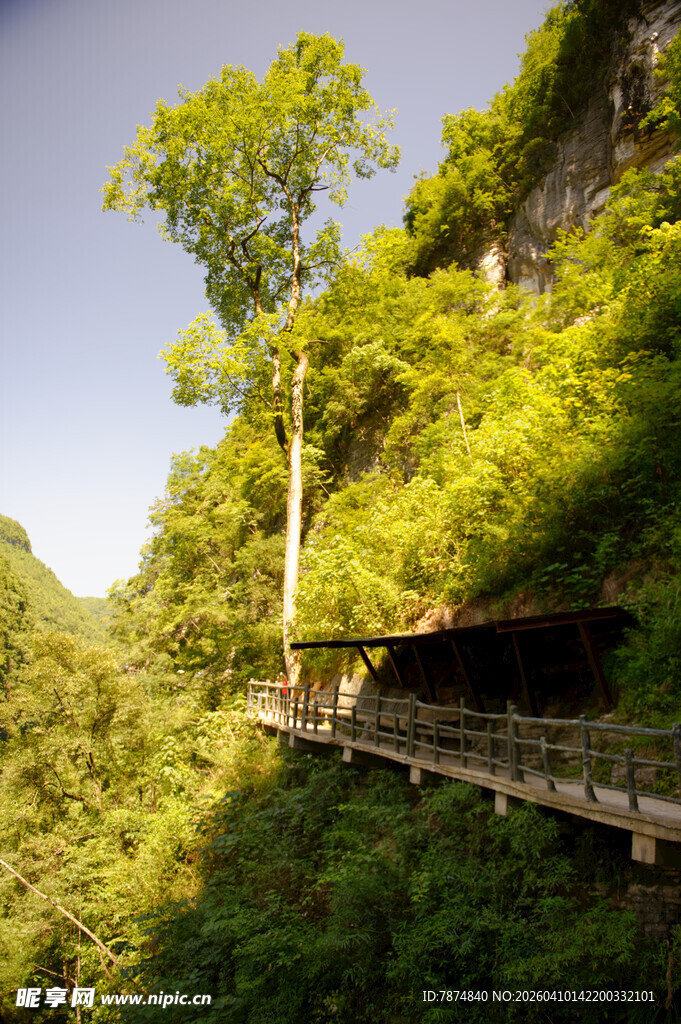 恩施山间栈道旁的葱郁树林
