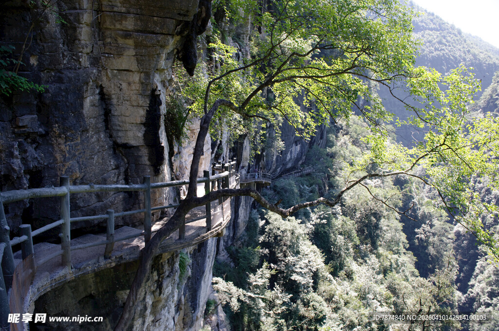 恩施悬崖栈道旁葱郁山林