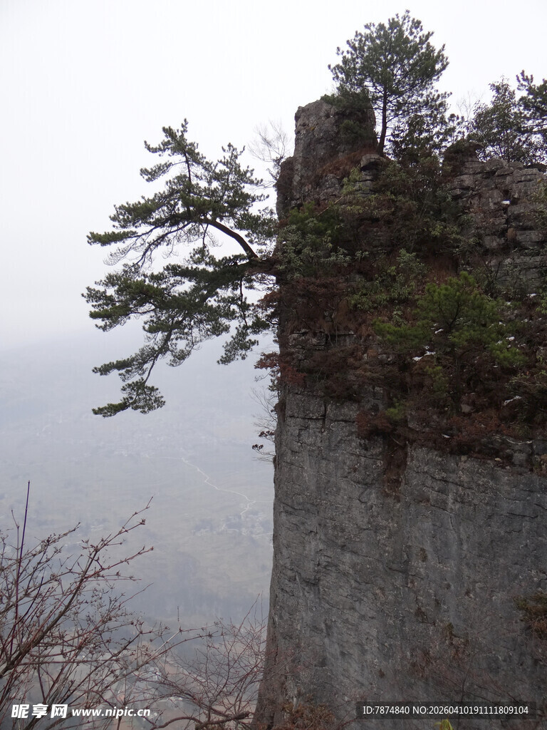 恩施悬崖孤树 尽显顽强生命力