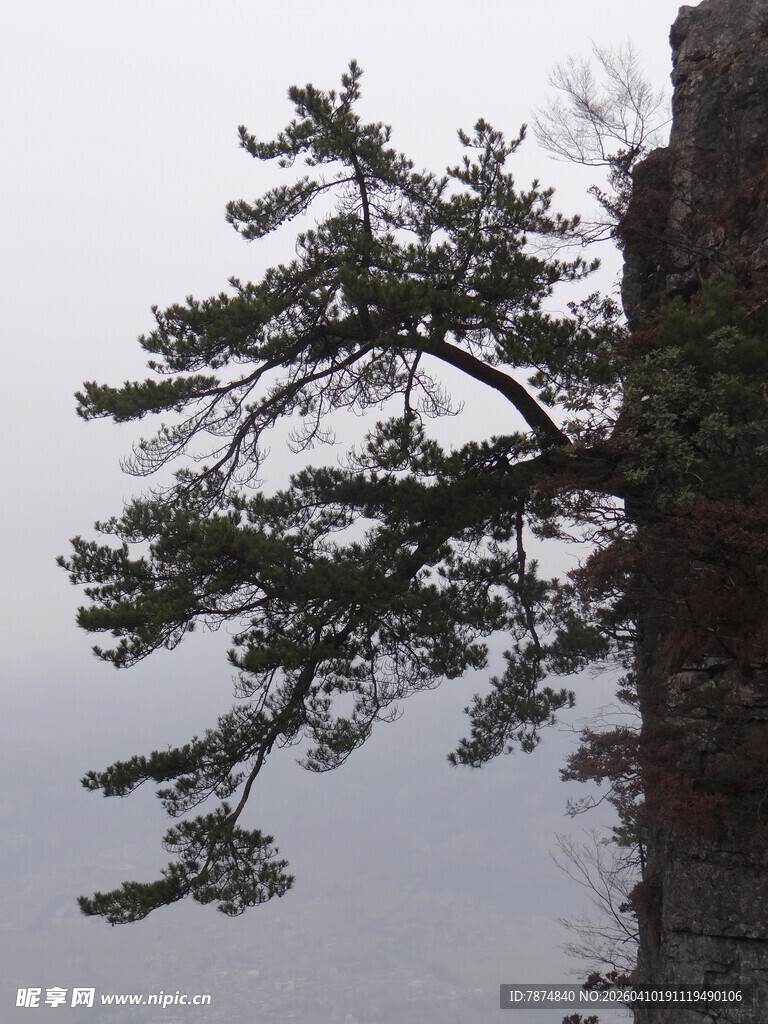 恩施悬崖边的孤松