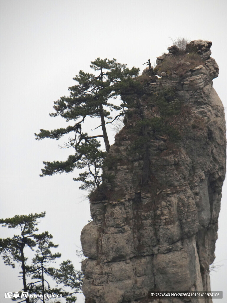 恩施孤峰上的劲松