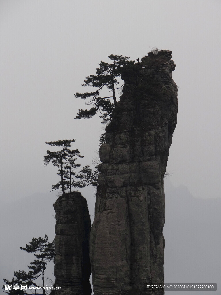 恩施奇峰上的挺拔松树