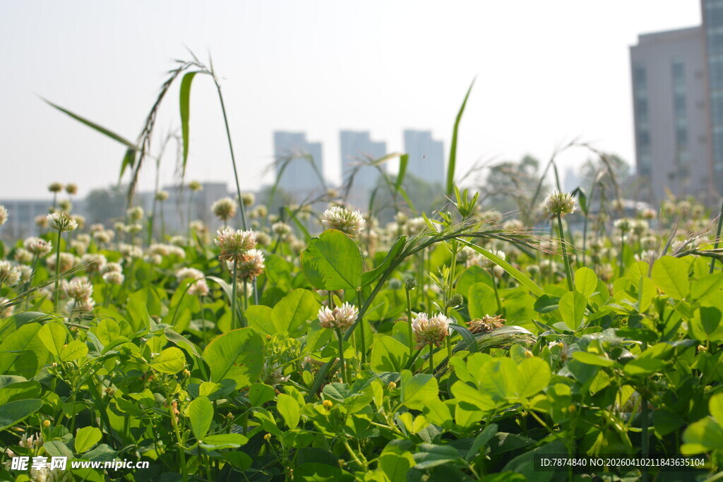 城市中绽放的清新野花