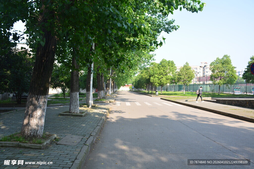 林荫下的宁静街道