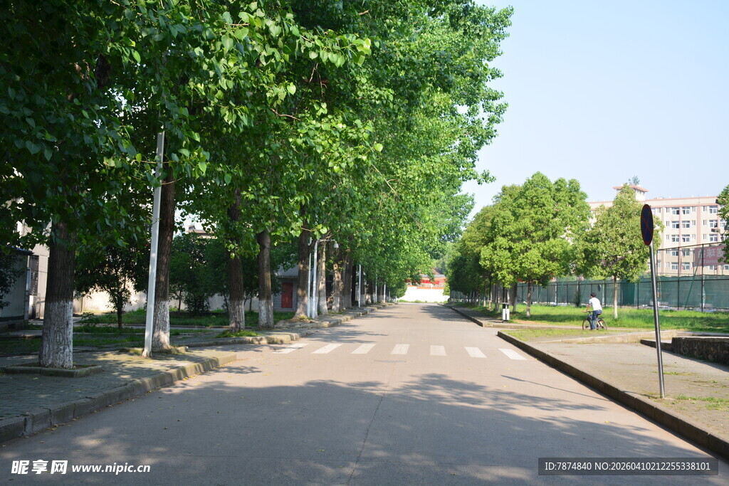 林荫街道 夏日静谧风景