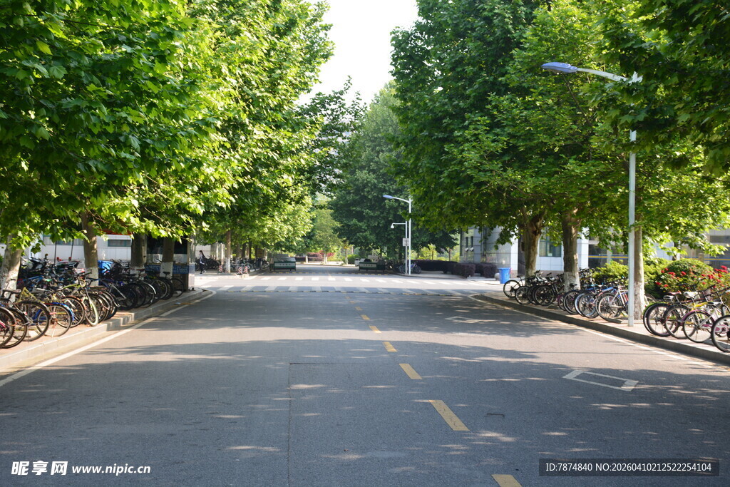 林荫下的宁静街道