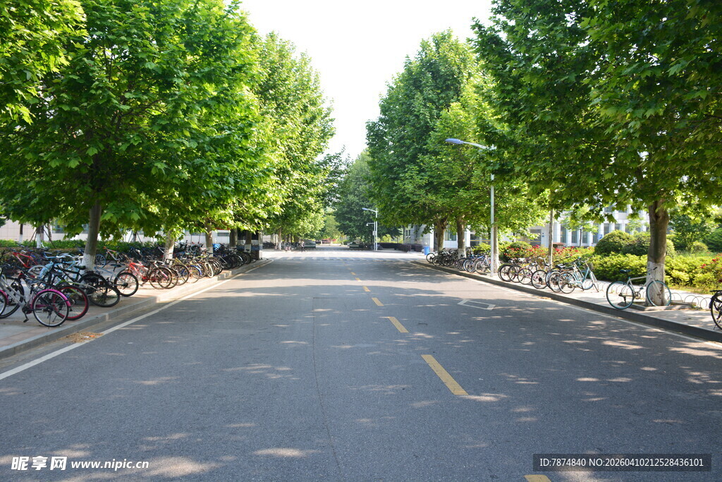 林荫下的宁静校园道路