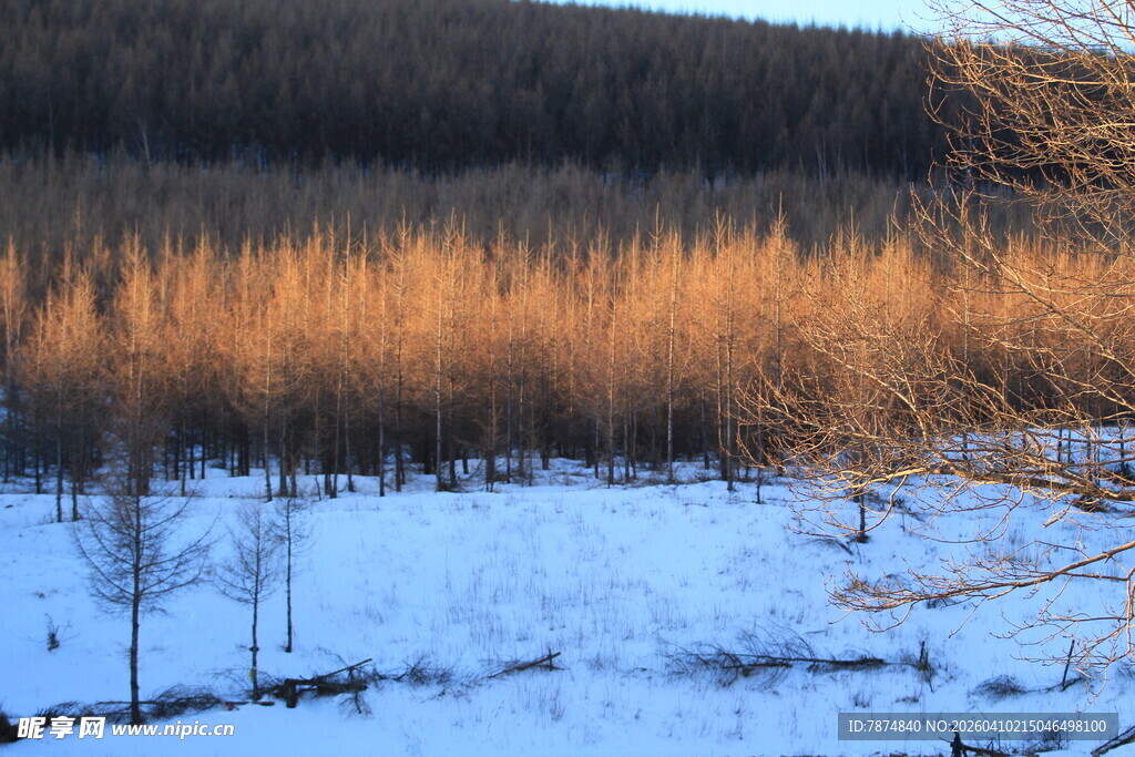 冬日雪野中的稀疏树林