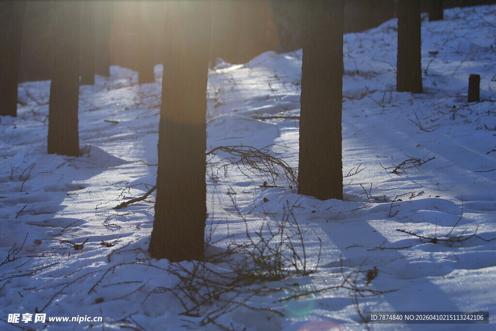 冬日雪林阳光洒落景象