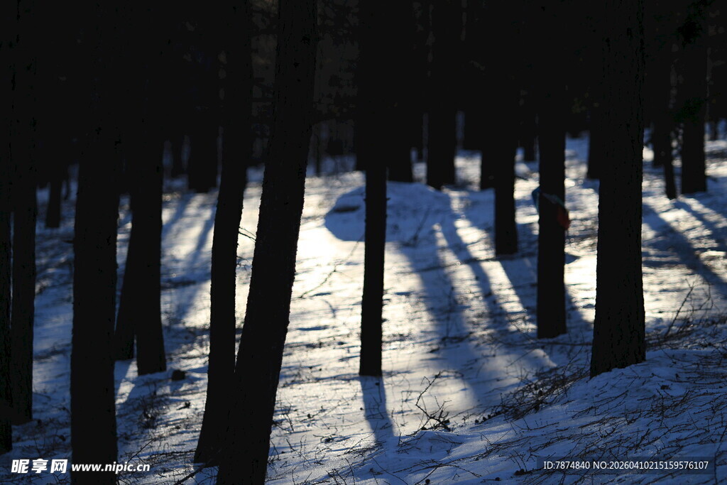 雪林光影