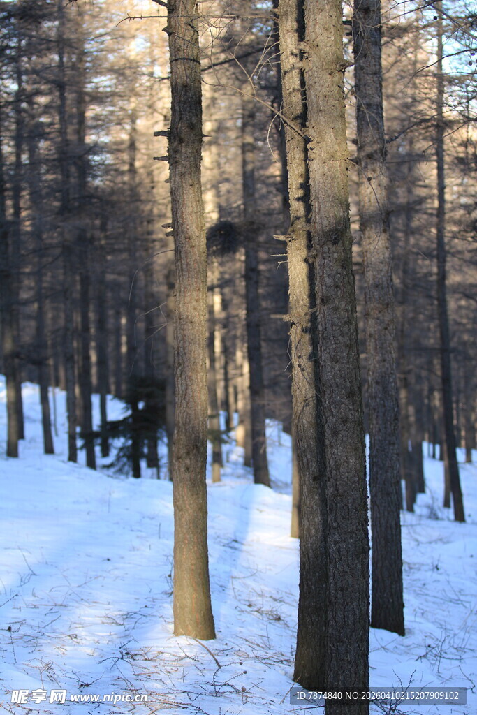冬日雪林静谧景致