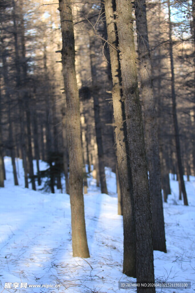 冬日雪林景象