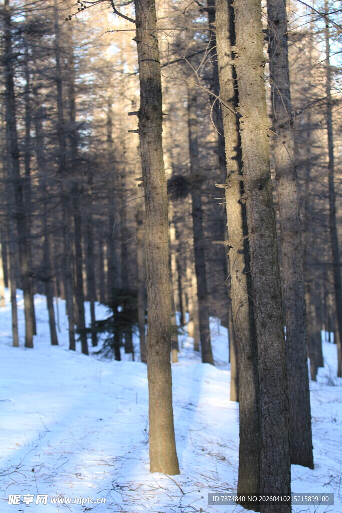 冬日雪林景观