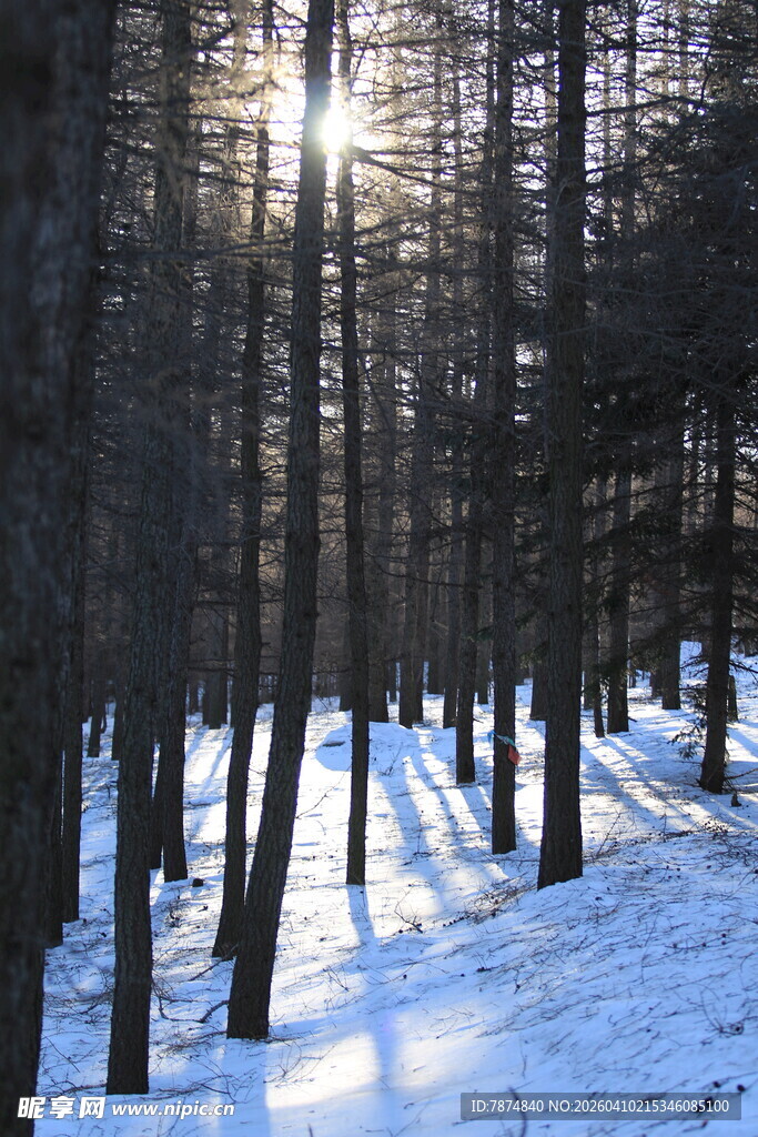 冬日雪林阳光洒落美景