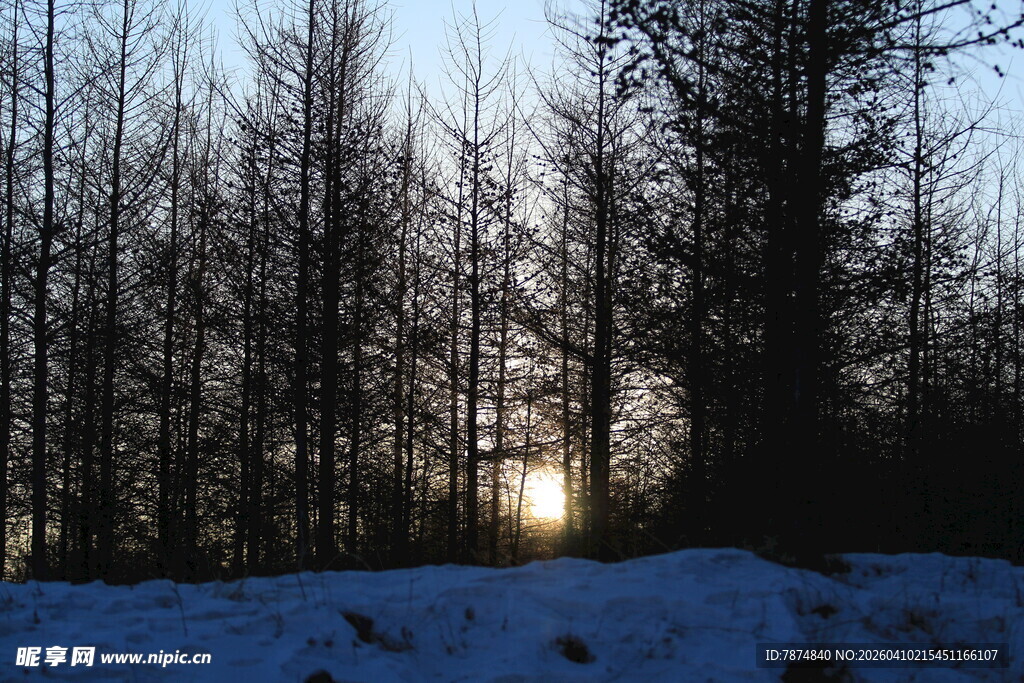 冬日雪林落日美景