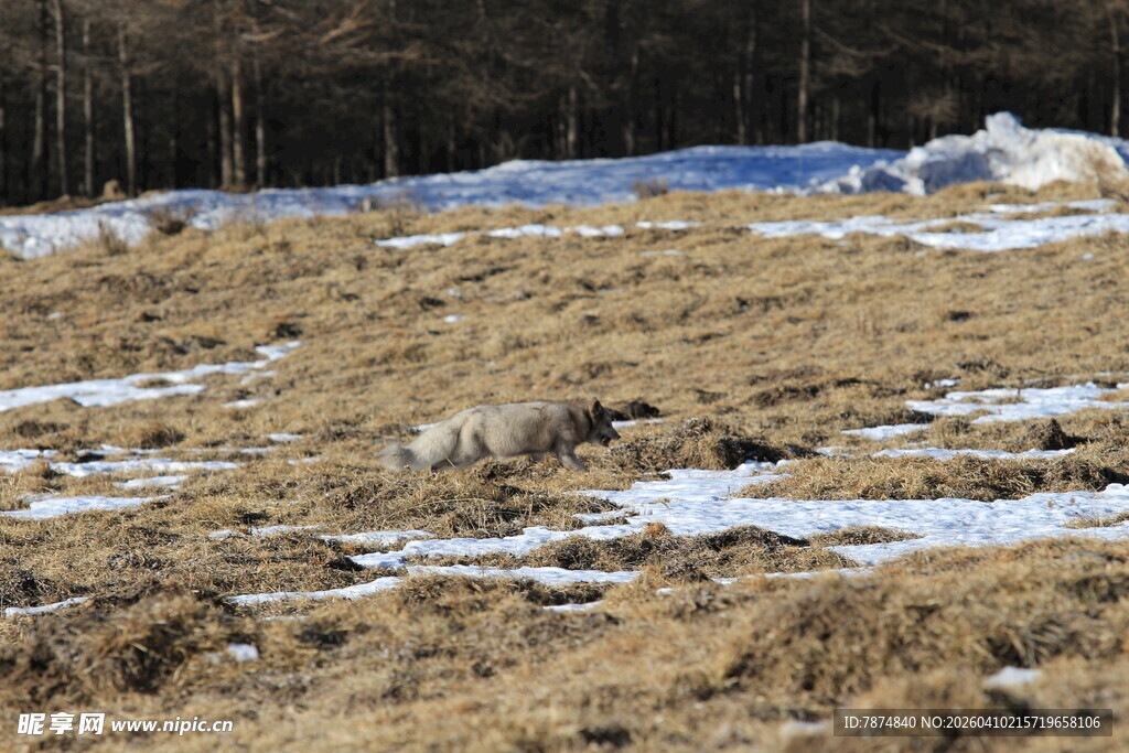 冬日旷野残雪覆盖的草地