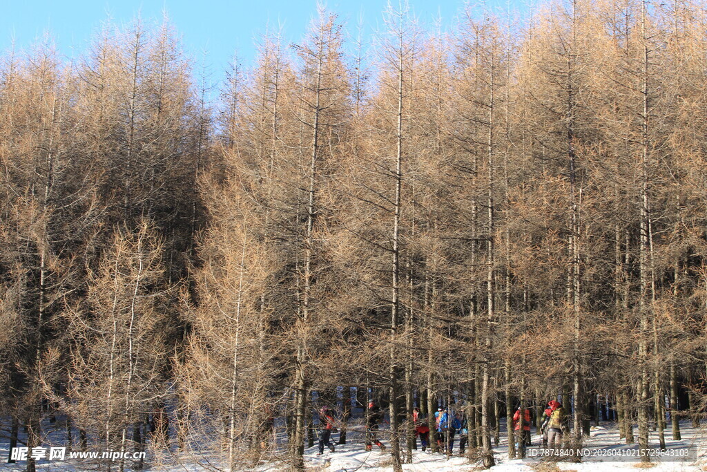 冬日雪林 萧瑟树木景观
