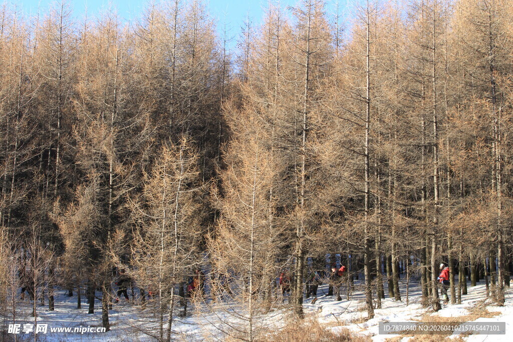 冬日雪林景象