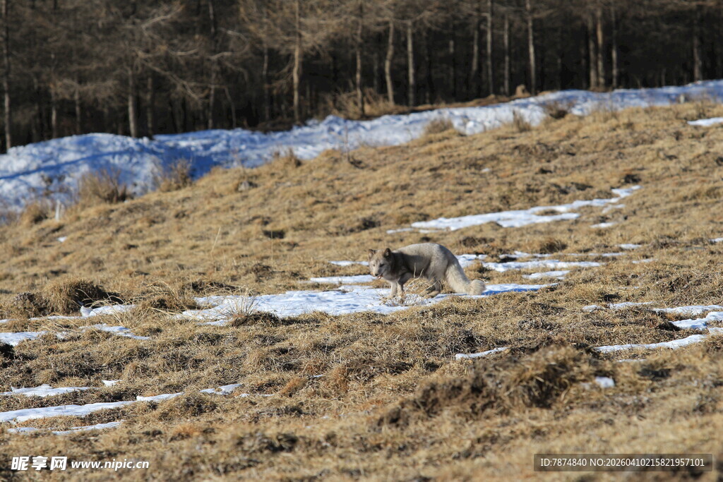 雪地枯草间的野生动物