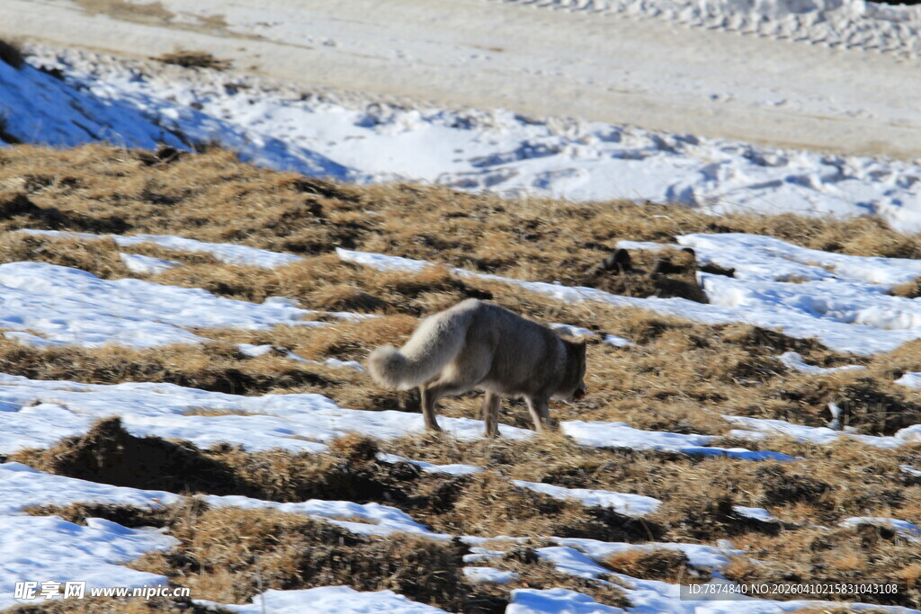 雪地中的野生动物