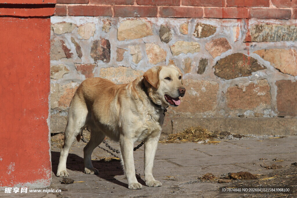 墙边站立的黄狗