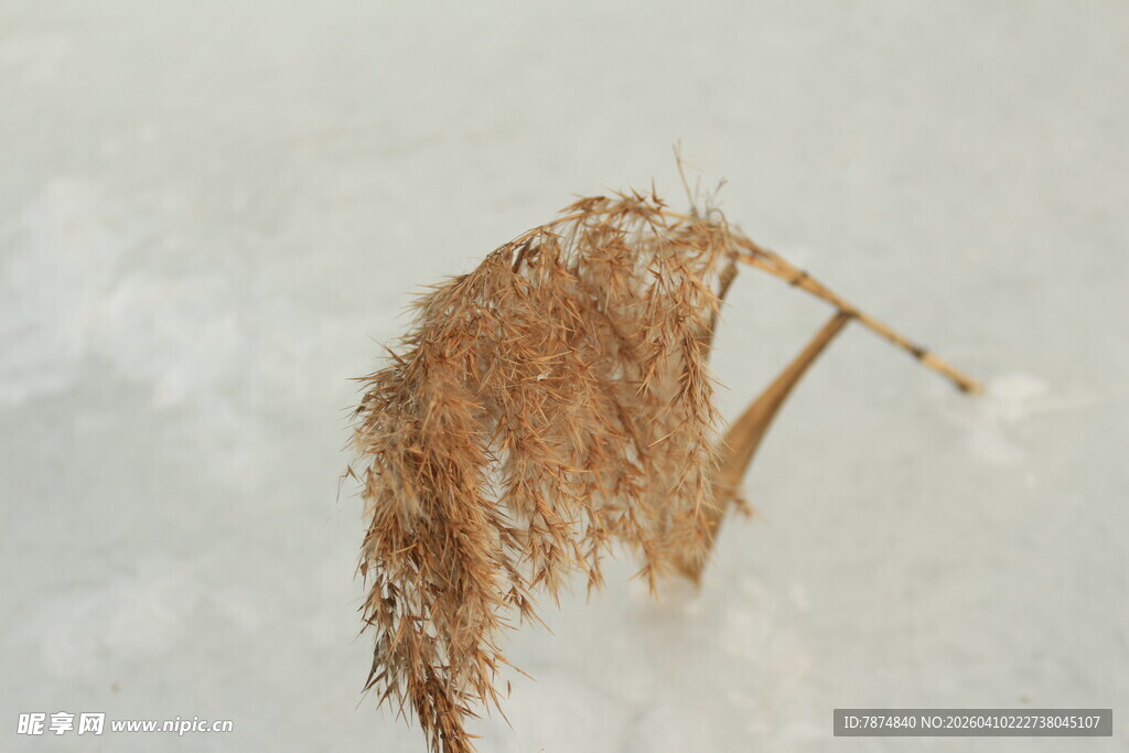 雪地上的干枯芦苇