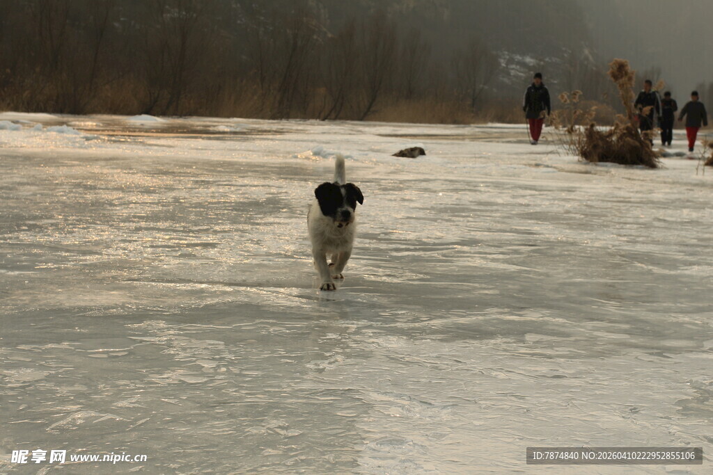 冰面奔跑的小狗