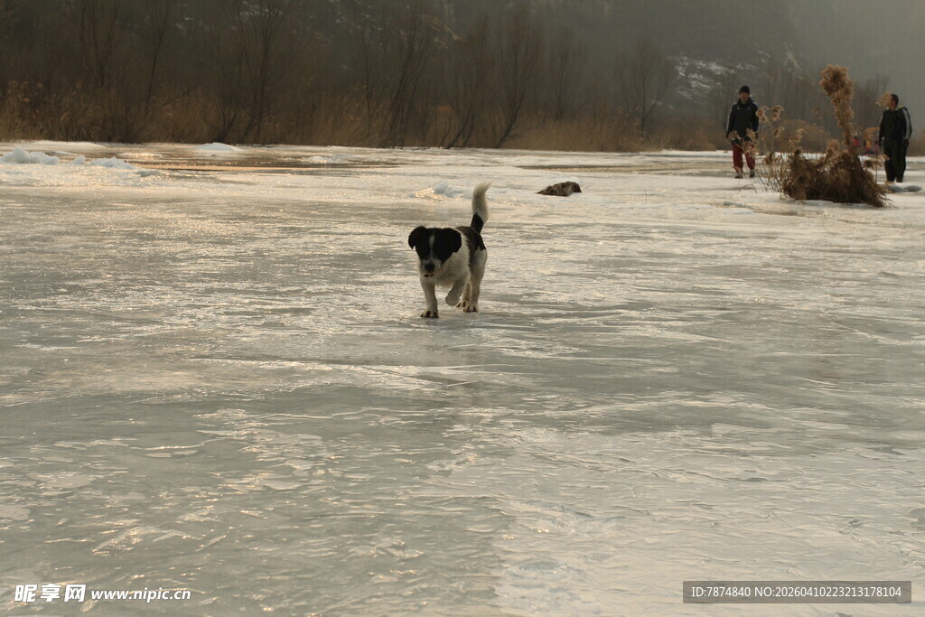 冰面漫步的狗