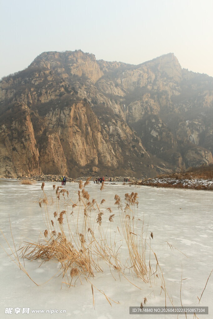 冬日冰河旁的萧瑟芦苇