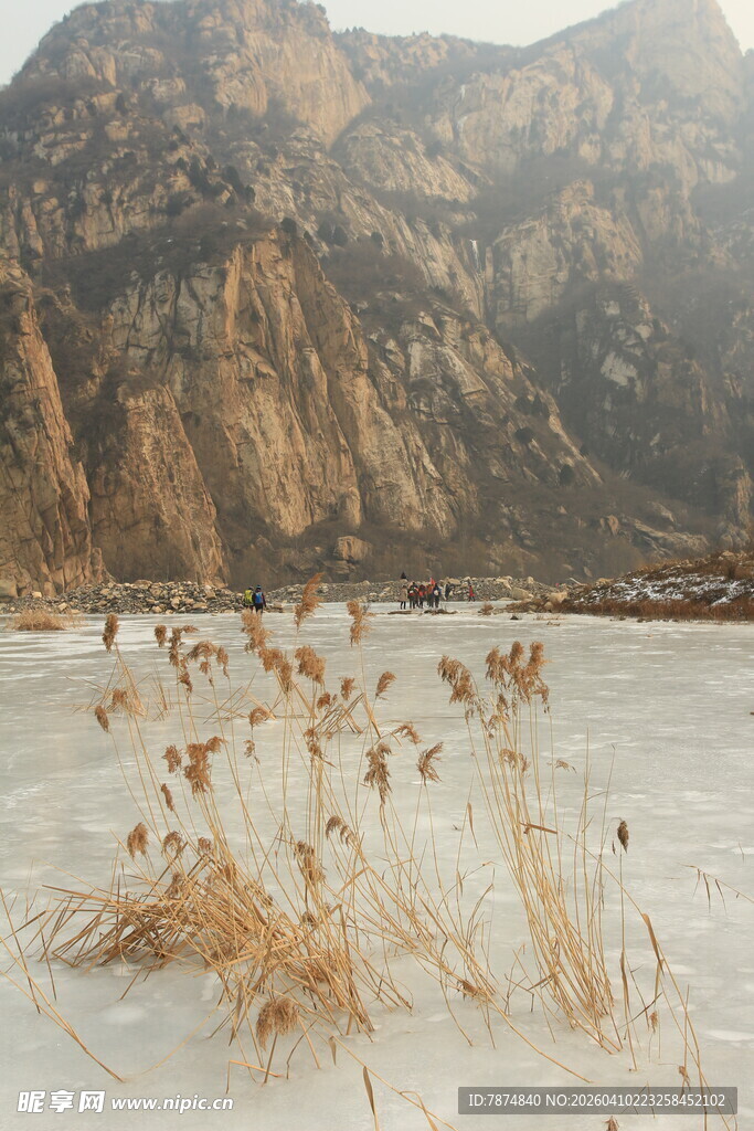 冬日冰湖旁的枯黄芦苇