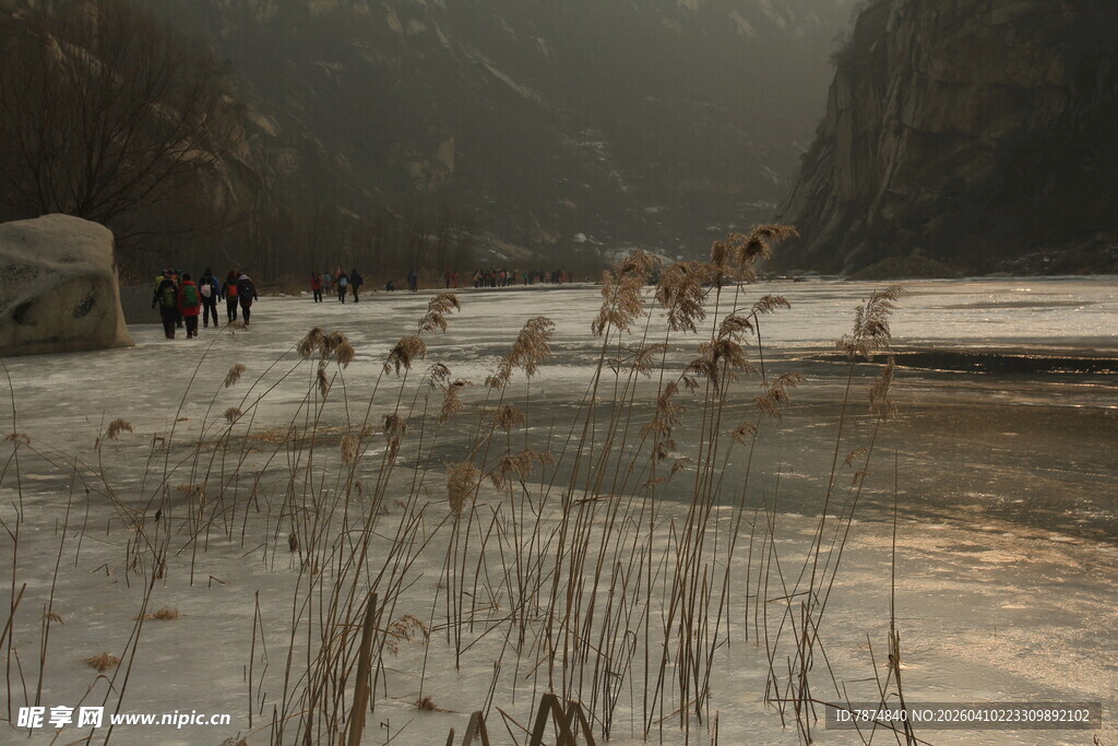 冬日河谷麋鹿群景象